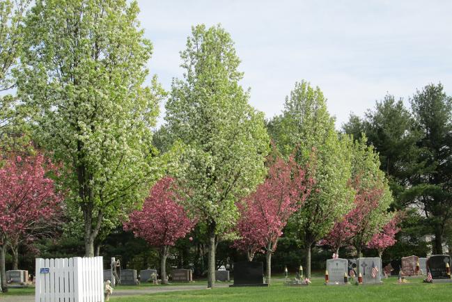 Spring St Joseph Cemetery